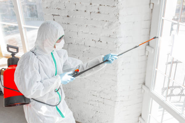 Best Mold Remediation for Healthcare Facilities  in Stephens City, VA