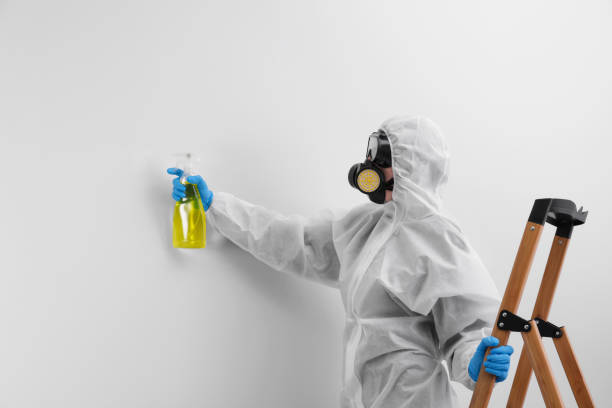 Mold Odor Removal Services in Stephens City, VA